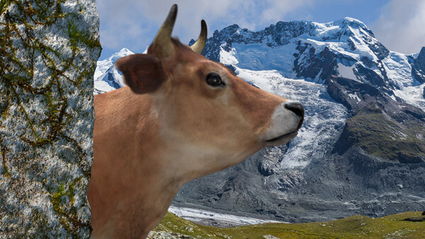3D Charakter: Cow-Animation | Modelling, Texturierung | Rigging, Morpherstellung | Hairsetup | Beleuchtung & Rendering